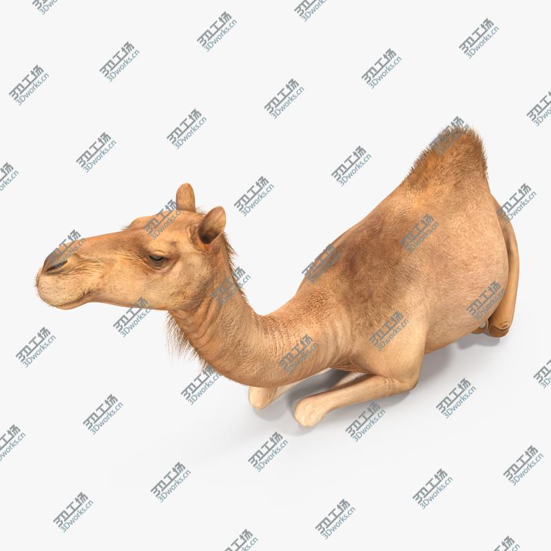 images/goods_img/2021040231/Camel Sitting Pose/1.jpg